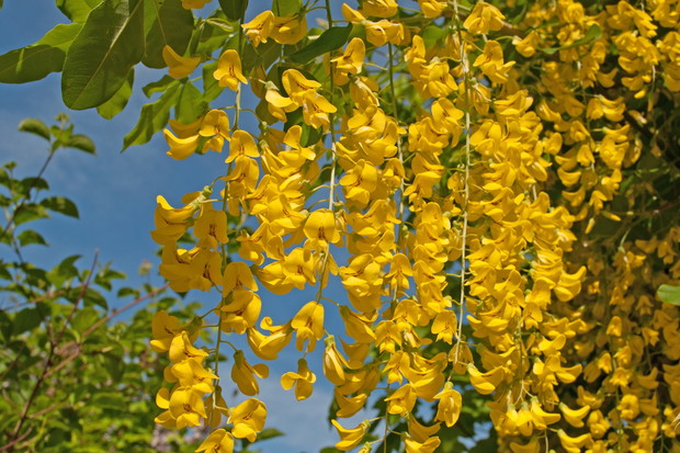 Złotokap (zdj.: Fotolia.com)