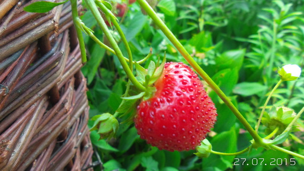 Zwisajace truskawki - owocują caly sezon.