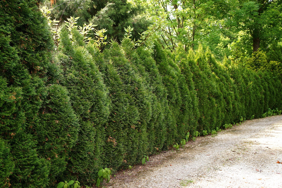 Żywopłot z tui (żywotników) (zdj.: Fotolia.com)