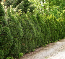 Żywopłot z tui (żywotników) (zdj.: Fotolia.com)