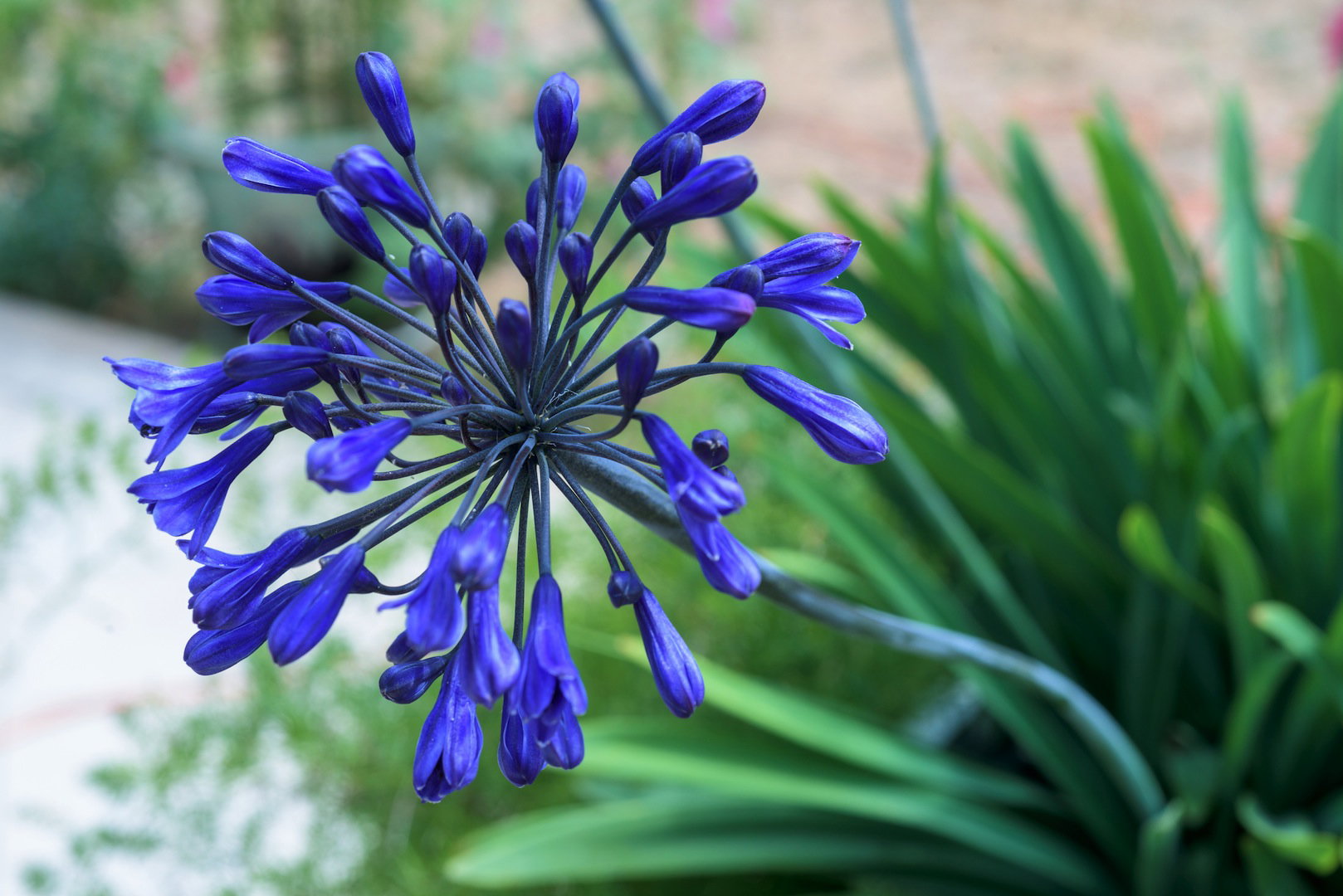 Agapant Agapanthus (zdj.: Fotolia.com)