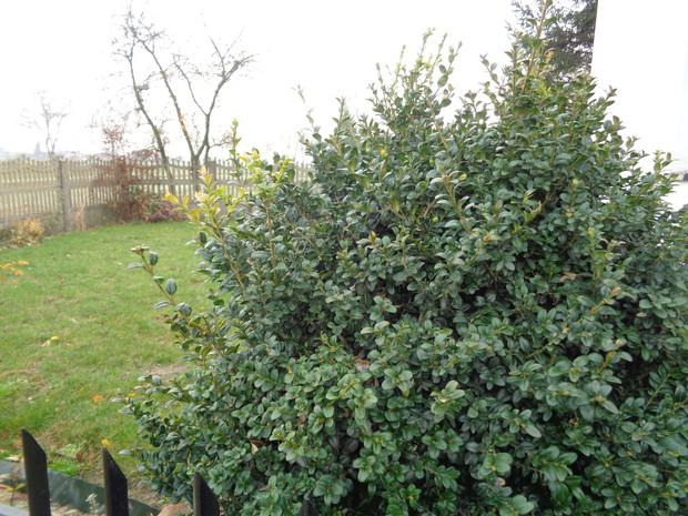 Barwinek pozostał przy zieleniach. 