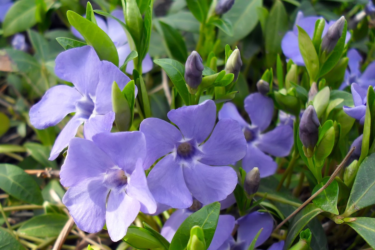 Barwinek (zdj.: Fotolia.com)