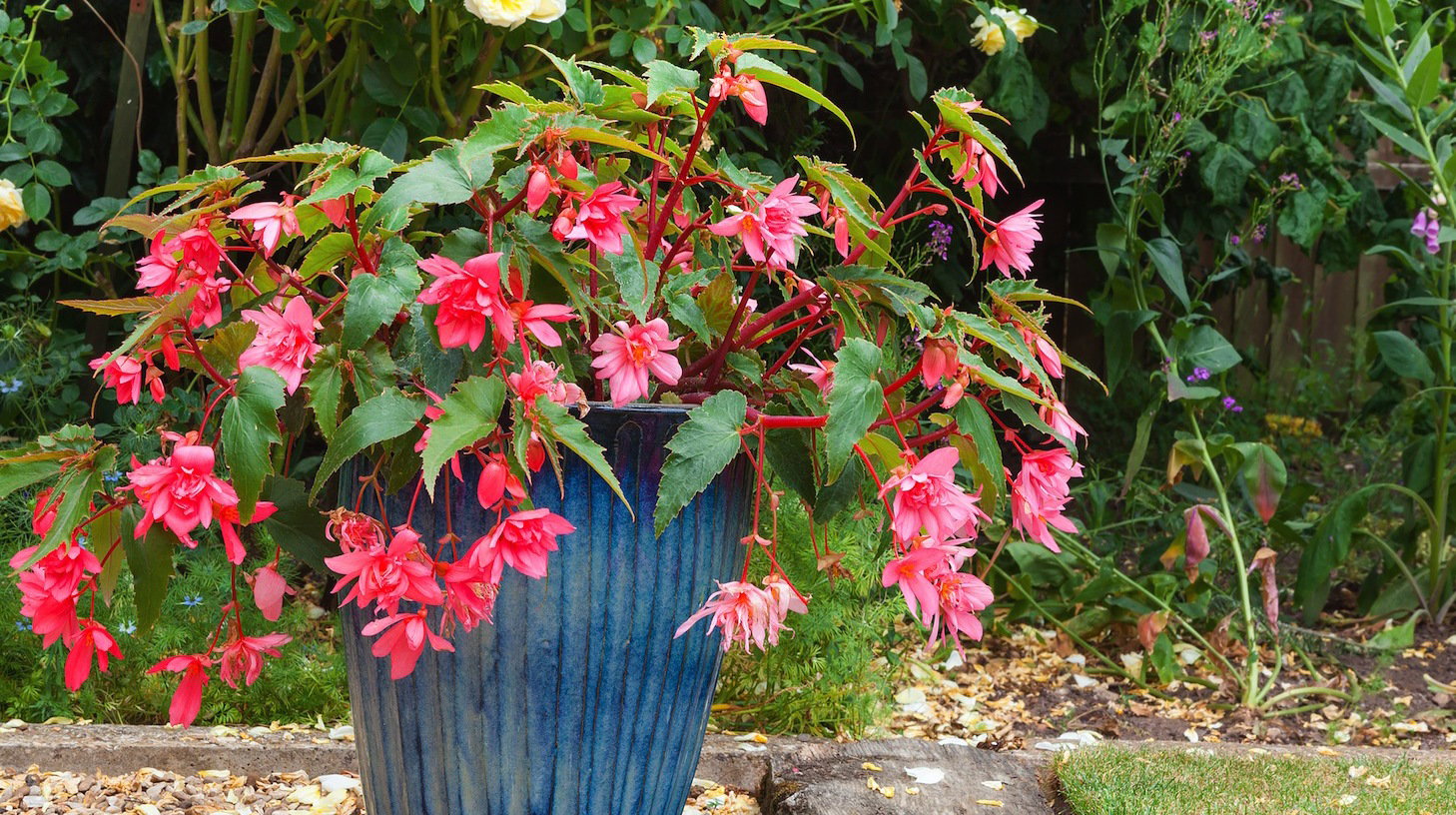 Begonie (zdj.: Fotolia.com)