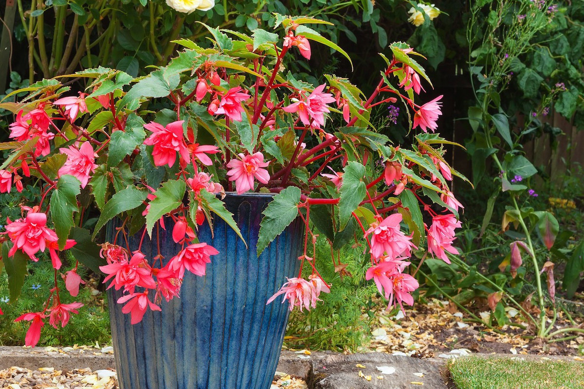 Begonie (zdj.: Fotolia.com)