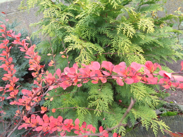 Berberys przyjął bordowe kolory. 