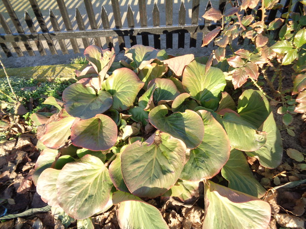 Berginia sercowata cała w słońcu.