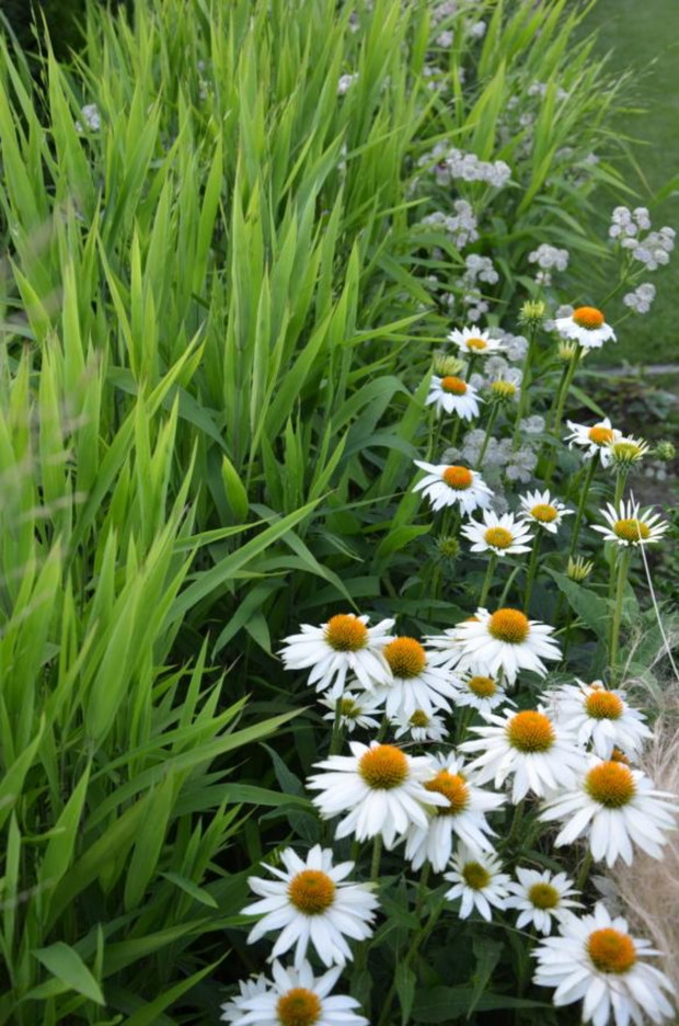 Białe jeżówki w otulinie z obiedki