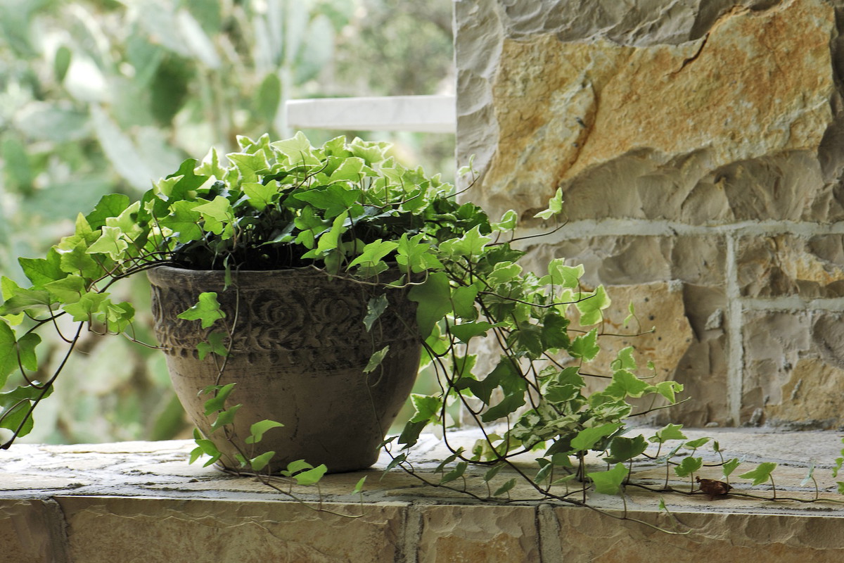 Bluszcz doniczkowy (zdj.: Fotolia.com)