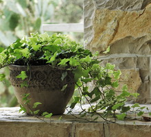 Bluszcz doniczkowy (zdj.: Fotolia.com)