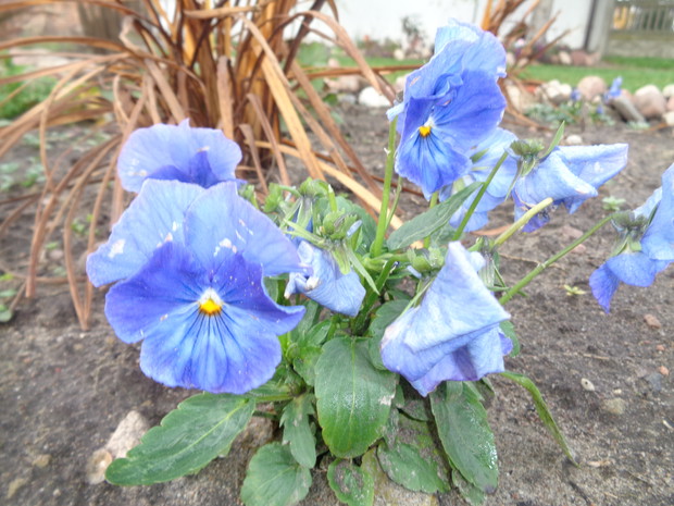 Bratki w błękitach. 