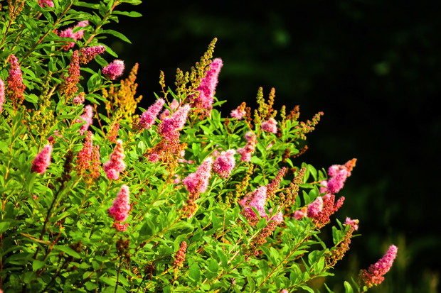 Budleja Dawida (zdj.: Fotolia.com)