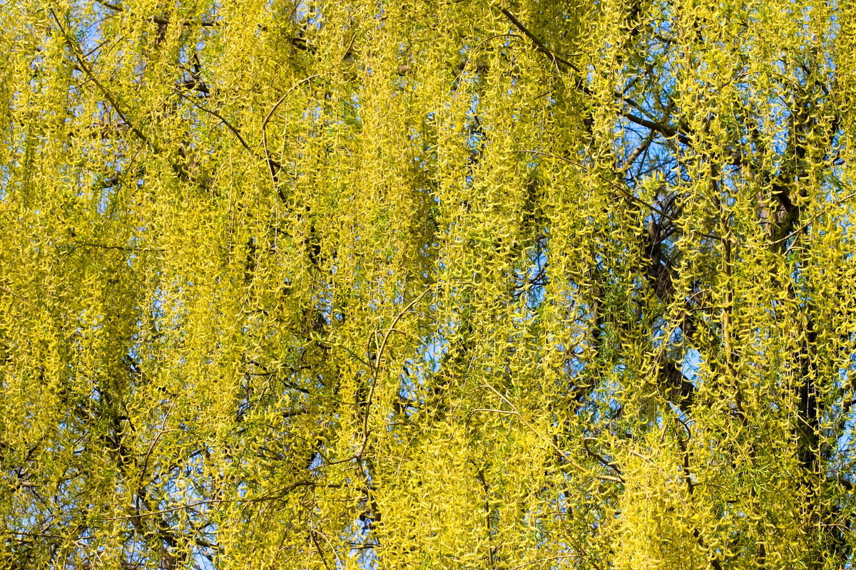 Buk płaczący Fagus sylvatica (zdj.: Fotolia.com)