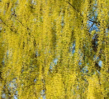 Buk płaczący Fagus sylvatica (zdj.: Fotolia.com)