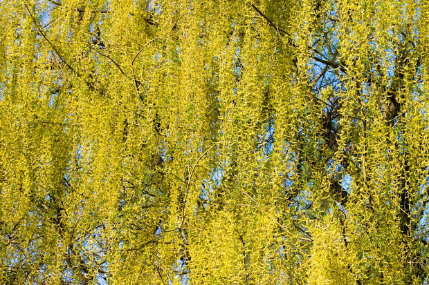 Buk płaczący Fagus sylvatica (zdj.: Fotolia.com)
