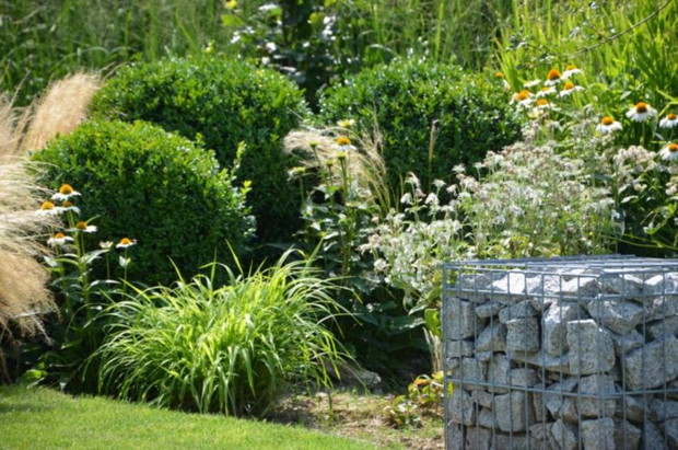 Bukszpanowe kule w otoczeniu bylin i traw