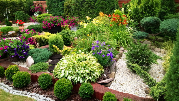 bukszpany, liliowce, iglaki 