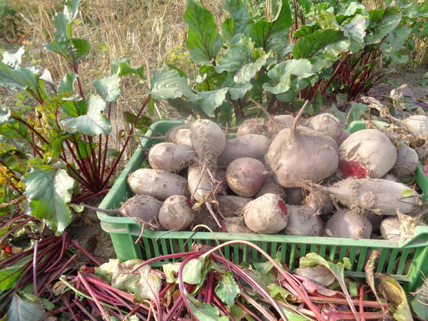 Buraczki obrodziły. 