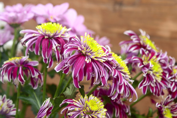 Chryzantemy (zdj.: Fotolia.com)