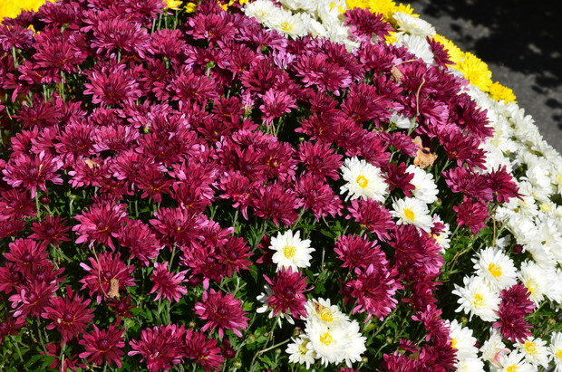 Chryzantemy (zdj.: Fotolia.com)