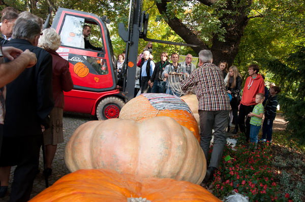 Coroczny konkurs na największą dynię
