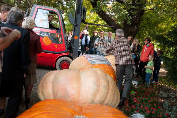 Coroczny konkurs na największą dynię