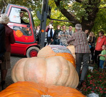 Coroczny konkurs na największą dynię