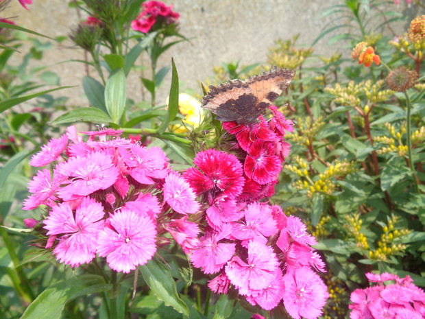 Cudowne motyle tańczą w goździkach. 