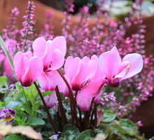 Cyklamen perski doskonale komponuje się z innymi różowymi lub fioletowymi roślinami (zdj.: Fotolia.com)