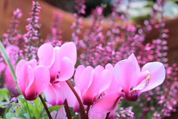 Cyklamen perski doskonale komponuje się z innymi różowymi lub fioletowymi roślinami (zdj.: Fotolia.com)