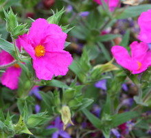 Czystek Cistus (zdj.: Fotolia.com)