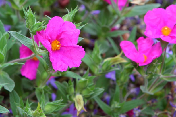 Czystek Cistus (zdj.: Fotolia.com)