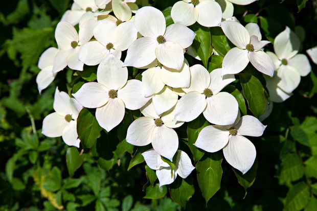 Dereń kousa Cornus kousa (zdj.: Fotolia.com)