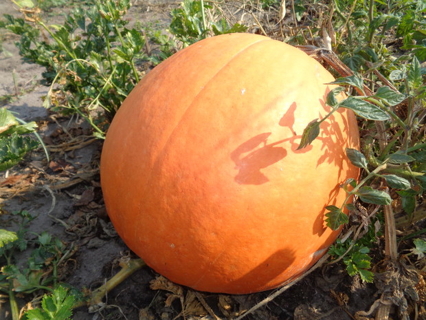 Dynie obrodziły wspaniale. 