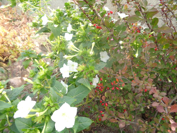 Dziwaczek i berberys to udany duet.