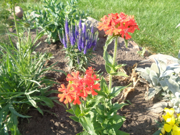 Firletka Chalcedońska i przetacznik nie pozostaną obojętne owadom. 