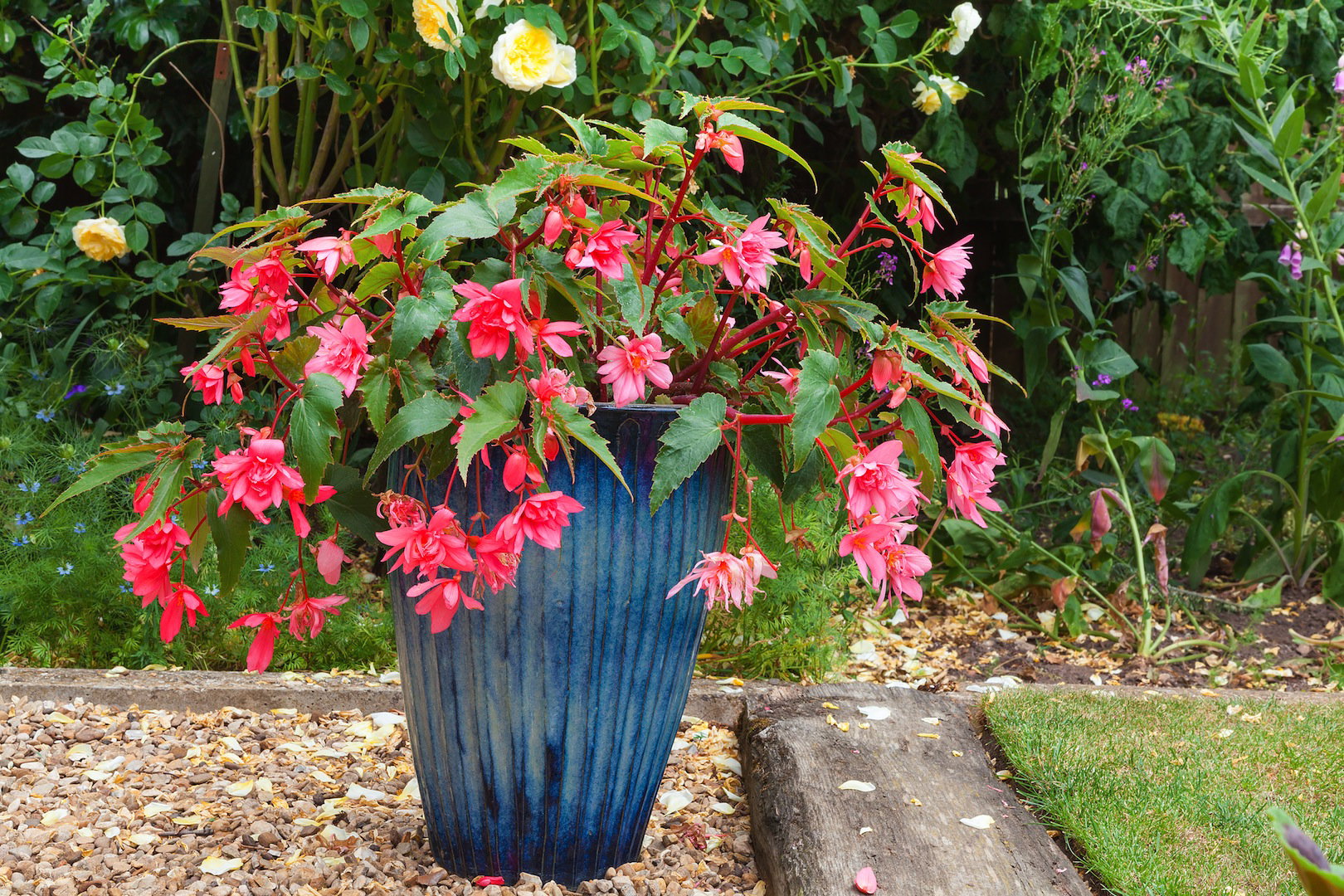 Fuksja Fuchsia (zdj.: Fotolia.com)