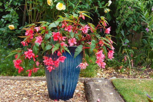 Fuksja Fuchsia (zdj.: Fotolia.com)