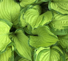Funkia Hosta (zdj.: Fotolia.com)