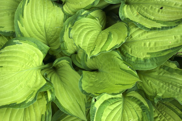 Funkia Hosta (zdj.: Fotolia.com)