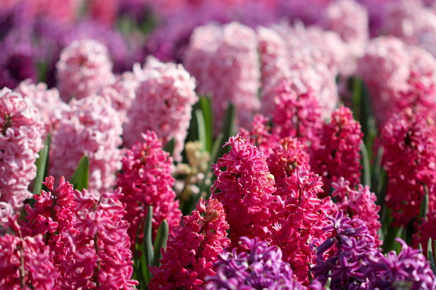 Hiacynty (zdj.: Fotolia.com)