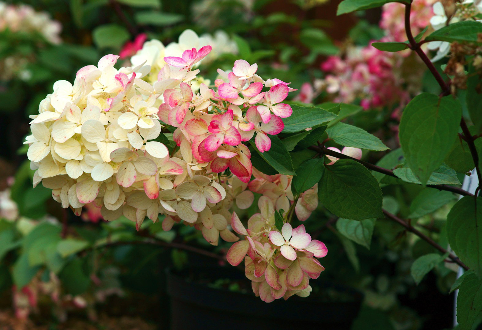 Hortensja Bukietowa Hydrangea paniculata Diamond Rouge (zdj.: Fotolia.com)