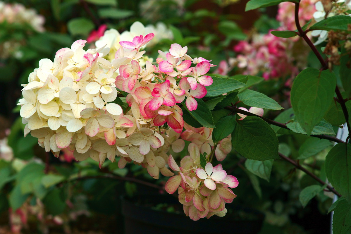 Hortensja Bukietowa Hydrangea paniculata Diamond Rouge (zdj.: Fotolia.com)