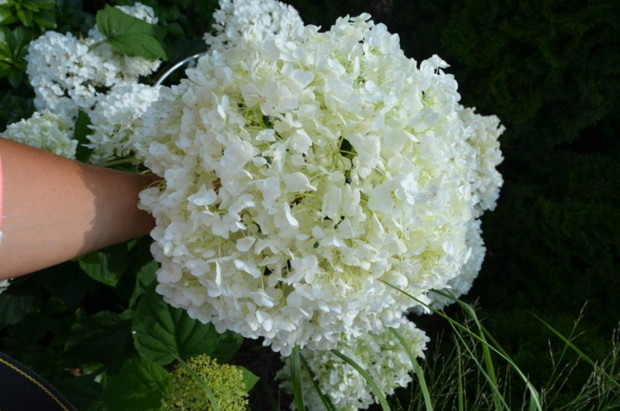 Hortensja drzewiasta INCREDIBALL