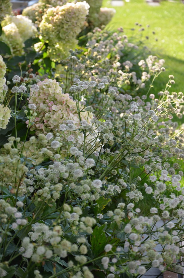 Hortensje z jarzmiankami