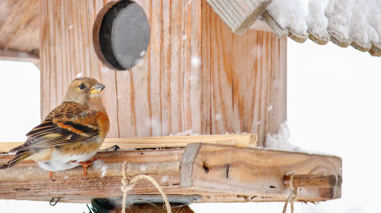 Jery często spotkać w Polsce można późną jesienią (zdj.: Fotolia.com)