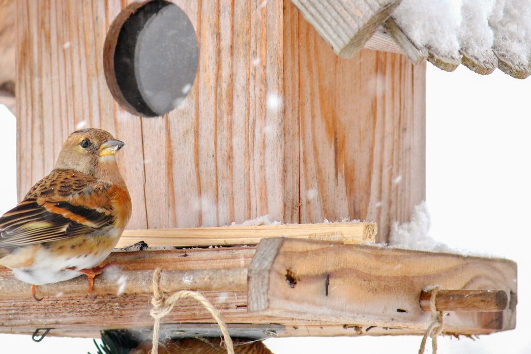 Jery często spotkać w Polsce można późną jesienią (zdj.: Fotolia.com)
