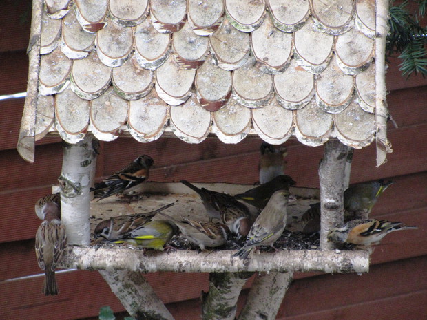 jery, dzwońce, mazurki