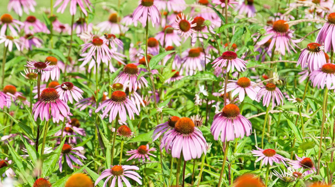 Jeżówka purpurowa Echinacea purpurea (zdj.: Fotolia.com)
