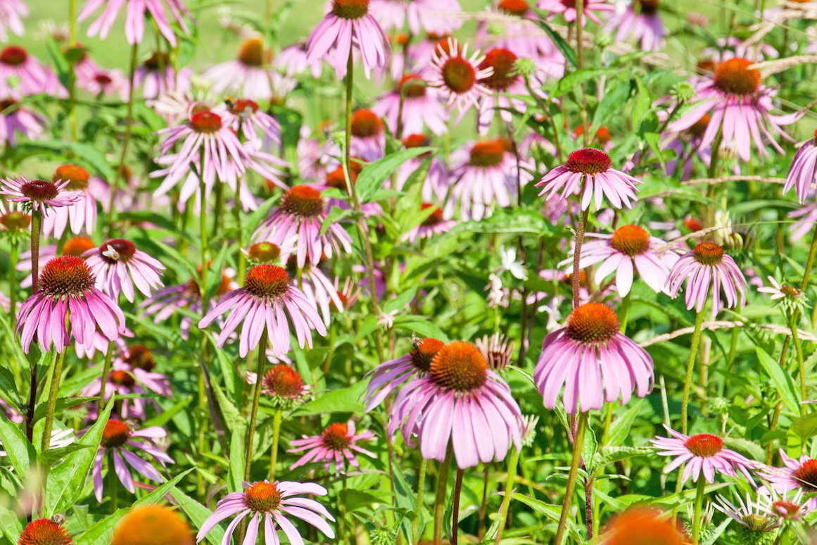 Jeżówka purpurowa Echinacea purpurea (zdj.: Fotolia.com)